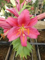 [4542 VH18 No02.JPG]